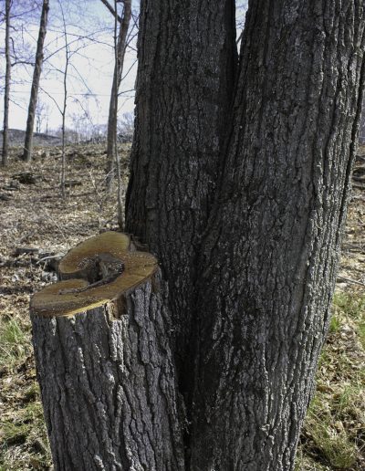 Mature Tree double stemmed prunned