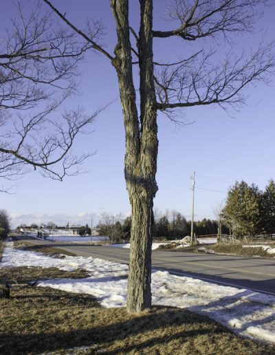 Mature Tree double stemmed unprunned