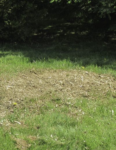 Stump after grinding removal