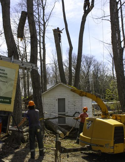 Trees near buildings