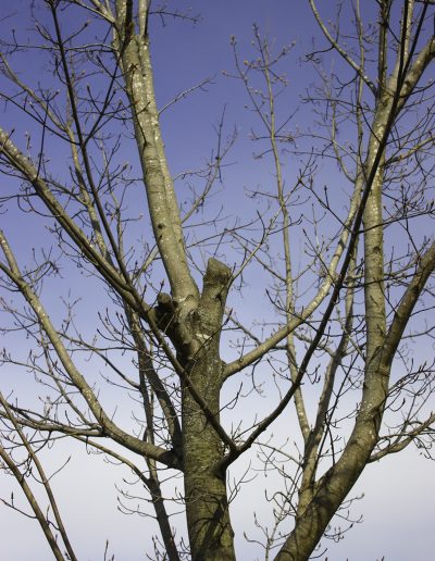Young double stem tree pruned